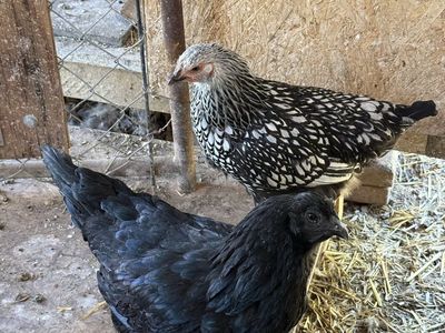 Trio of Pullets