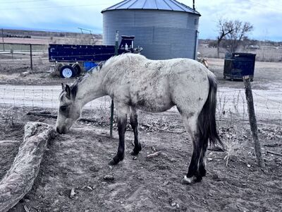 AQHA ‘25 Colt