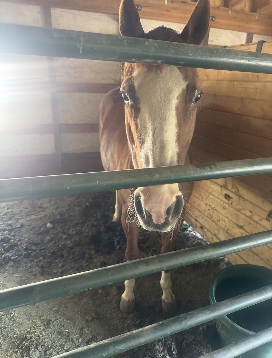 Paint quarter horse