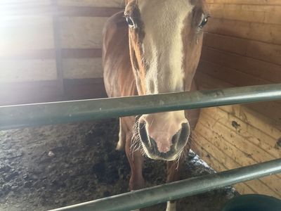 Paint quarter horse