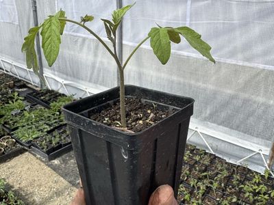 Tomato Starts