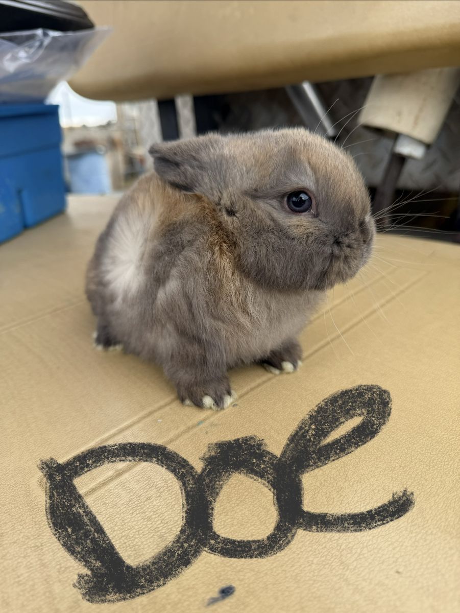 Holland Lop Bunnies
