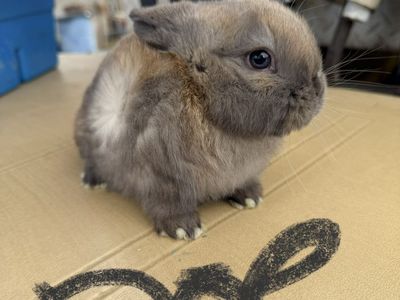 Holland Lop Bunnies