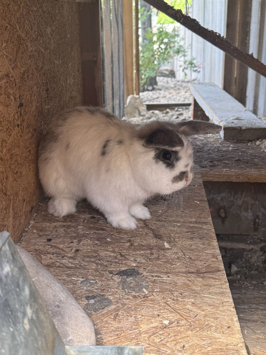 6mo old holland lop bunny
