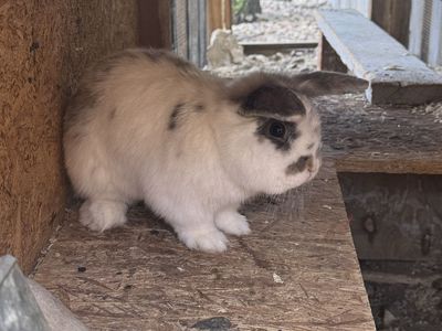 6mo old holland lop bunny
