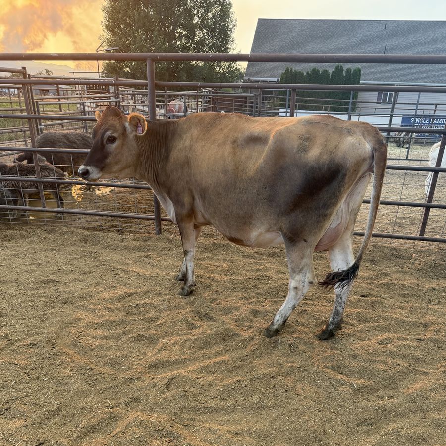 Jersey heifer