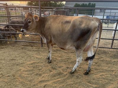 Jersey heifer