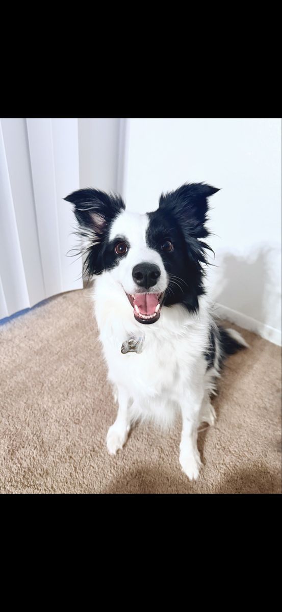 Female Border collie/mini Aussie mix.