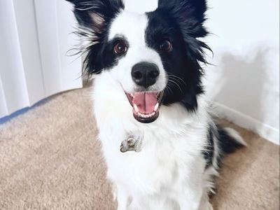 Female Border collie/mini Aussie mix.
