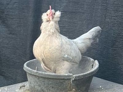 Porcelain D’Uccle Baby Chicks
