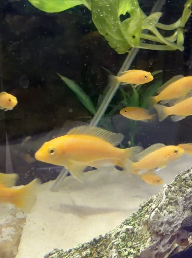 African Cichlids - Yellow 1$