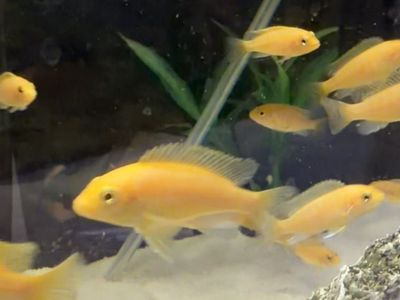 African Cichlids - Yellow 1$