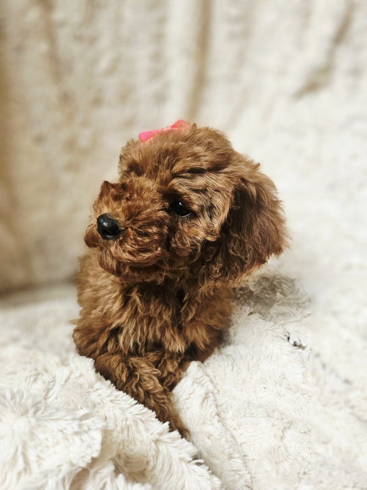 AKC Red Female Mini/Toy Poodle Puppy Teddy Bear