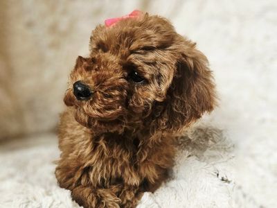 AKC Red Female Mini/Toy Poodle Puppy Teddy Bear