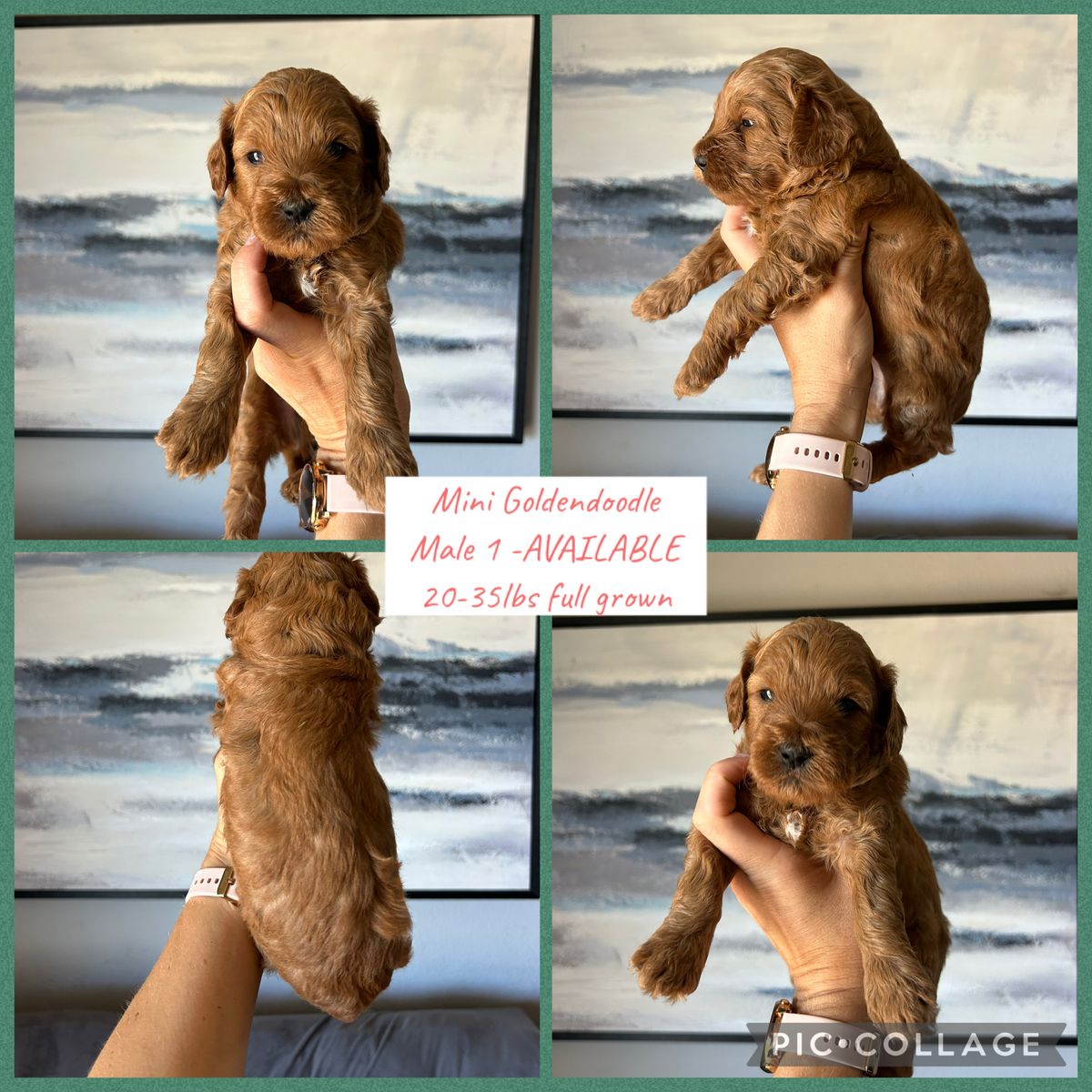 Mini Goldendoodles