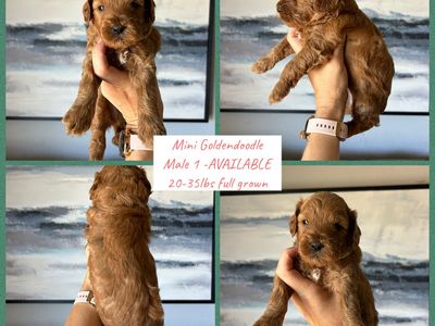Mini Goldendoodles
