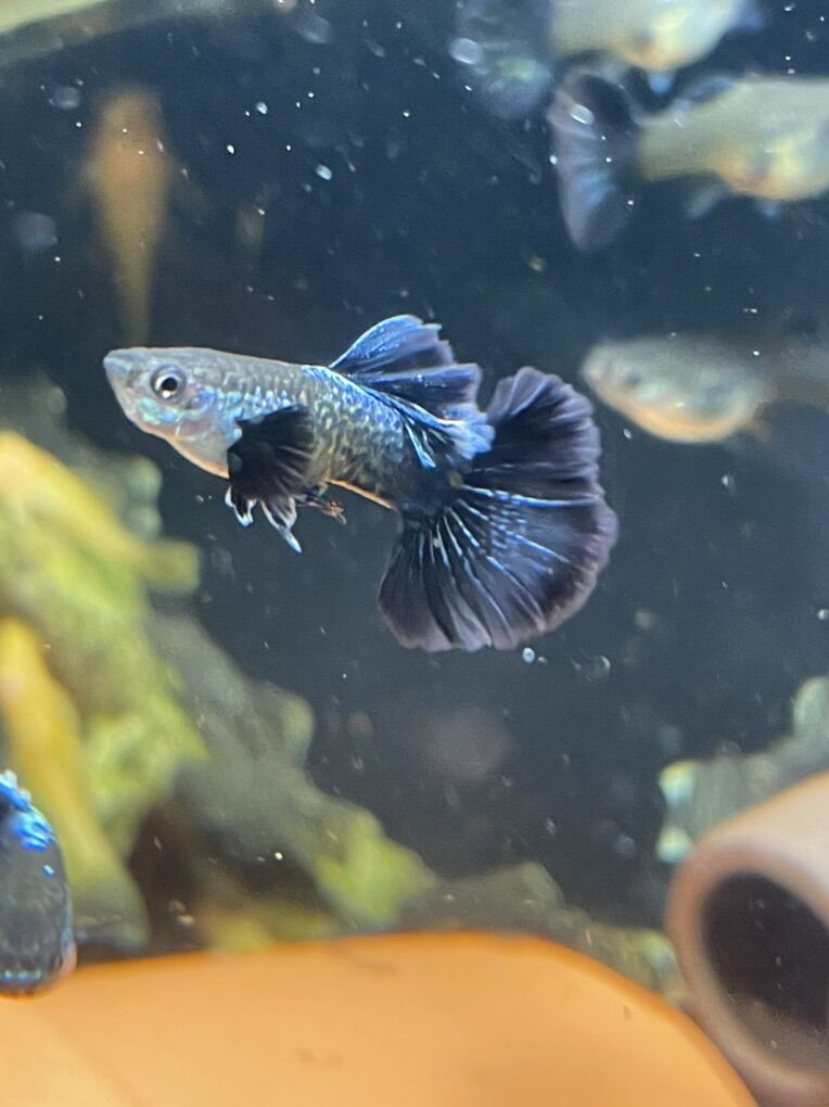 Guppies For Sale