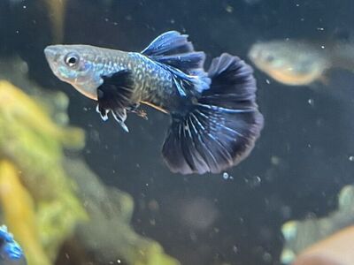 Guppies For Sale