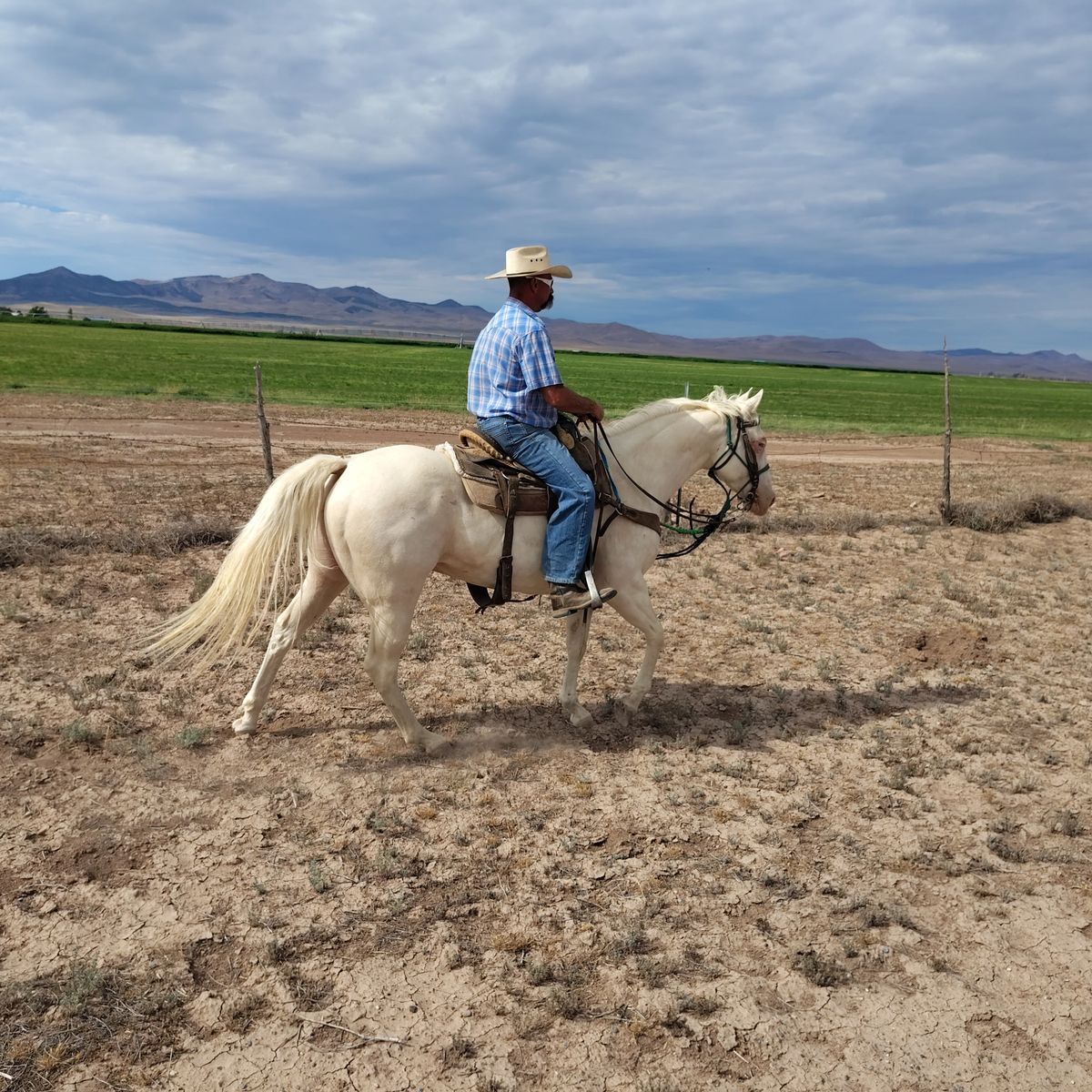 Cremello gelding.
