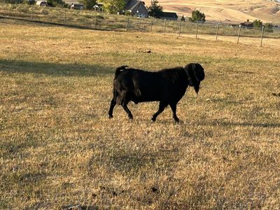 Registered Black Boer Buck Goat