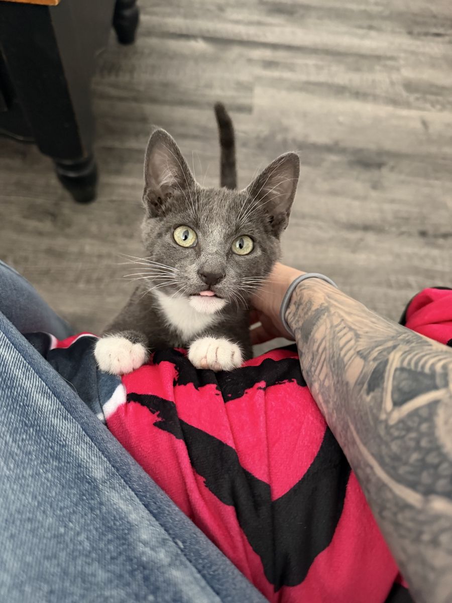 Kitten for sale to a good home!