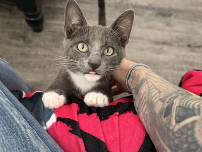 Kitten for sale to a good home!