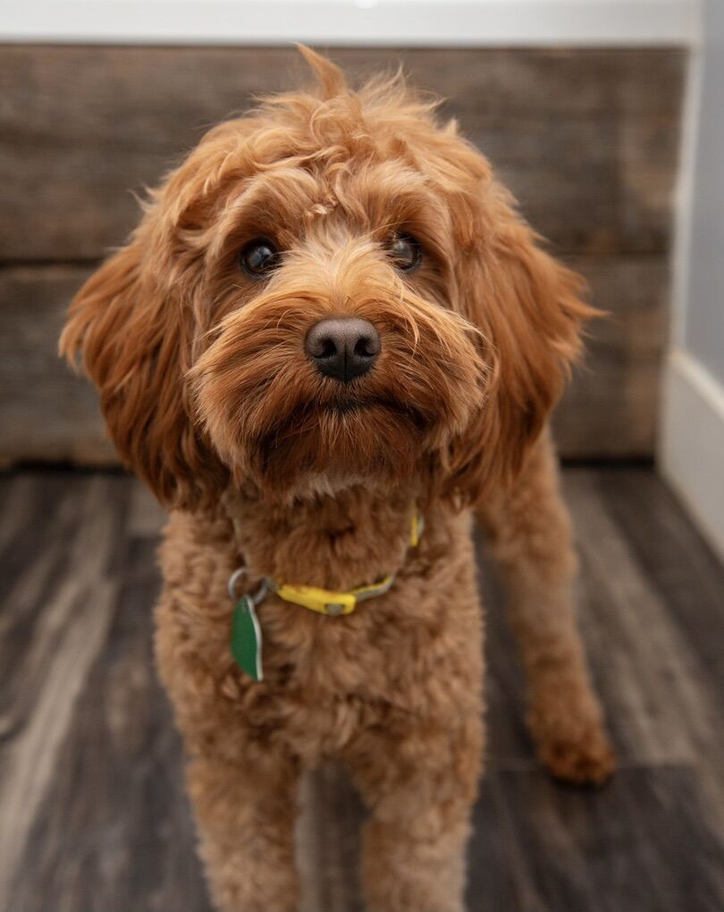 Toy Goldendoodle Stud No Parti Zero Curl FF