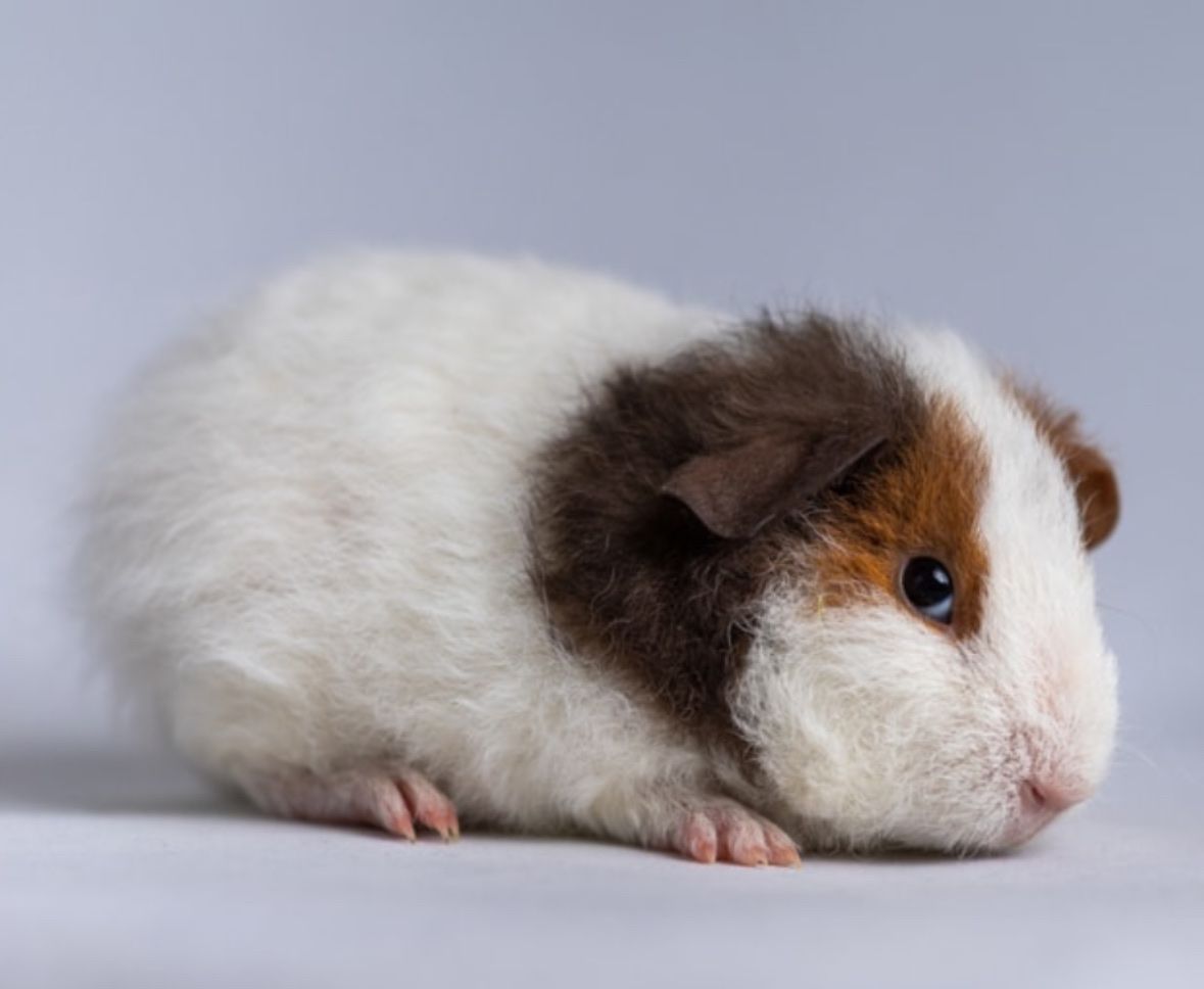 Teddy Female Guinea Pig
