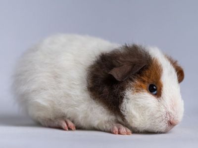 Teddy Female Guinea Pig