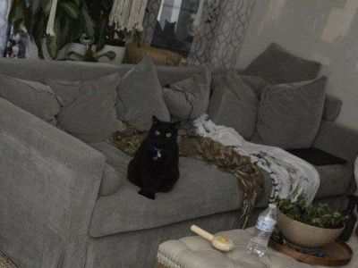 Velvet Gray Sofa Couch with Skirted Base