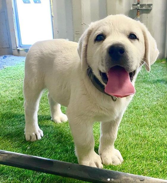 AKC White English Labrador Puppies