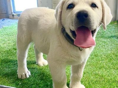 AKC White English Labrador Puppies