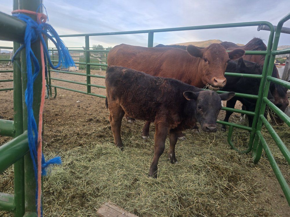 Angus Cow & Bull Calf