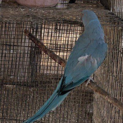 Blue Indian ring neck 1-year-old $600