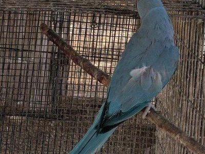 Blue Indian ring neck 1-year-old $600