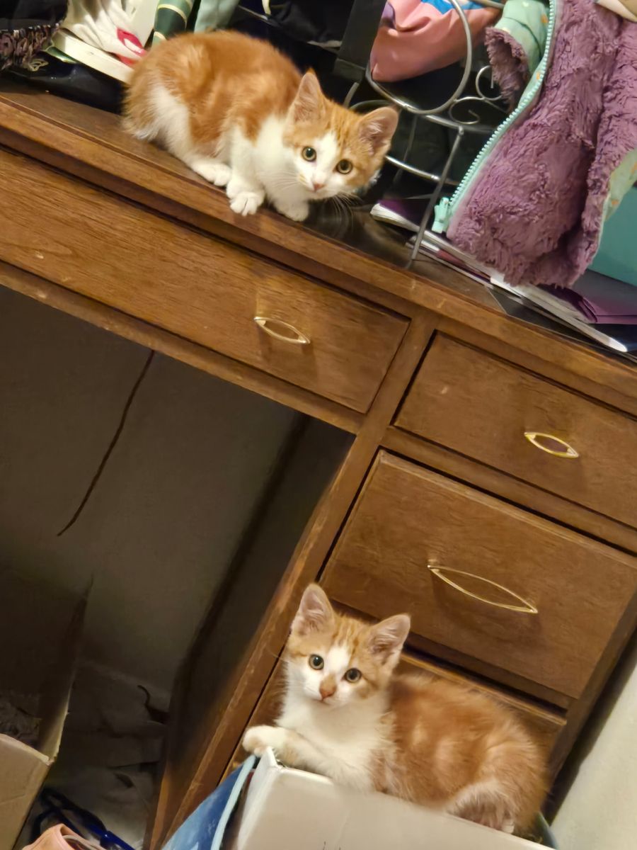 Kittens for Sale
