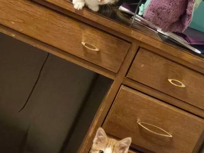 Kittens for Sale
