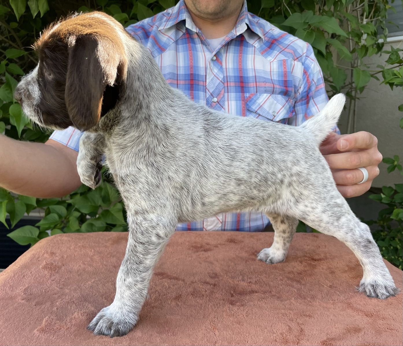 German Wirehaired Pointer Puppies