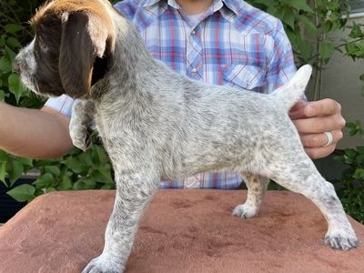 German Wirehaired Pointer Puppies