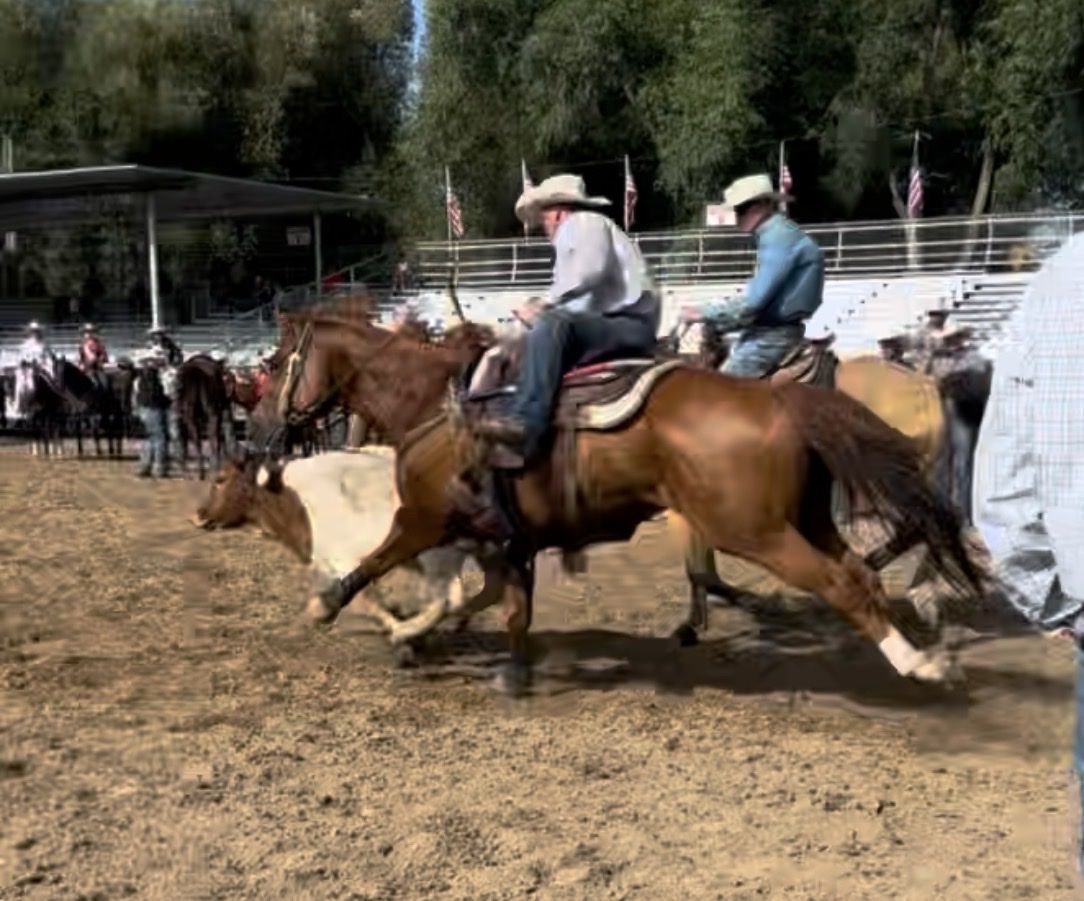 10 year old haze, hunting, trail, ranch horse.