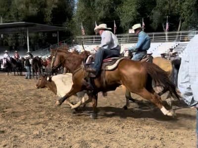 10 year old haze, hunting, trail, ranch horse.
