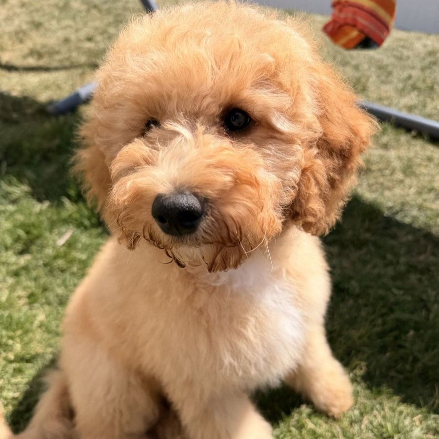 Mini GoldenDoodle Male