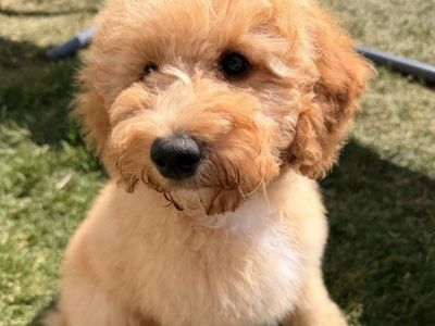 Mini GoldenDoodle Male