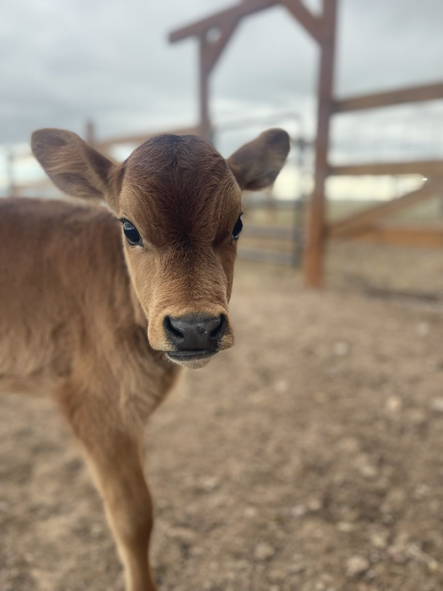 Jersey Heifer Calf