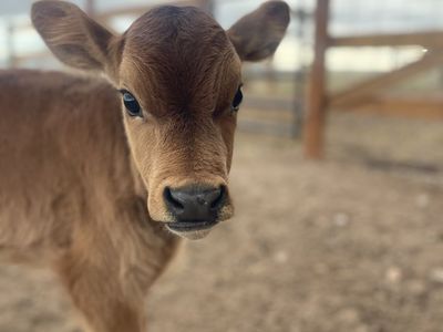 Jersey Heifer Calf