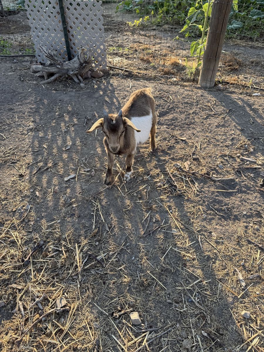 Baby Fainting Goats for sale