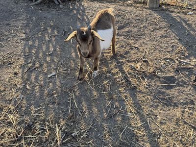 Baby Fainting Goats for sale