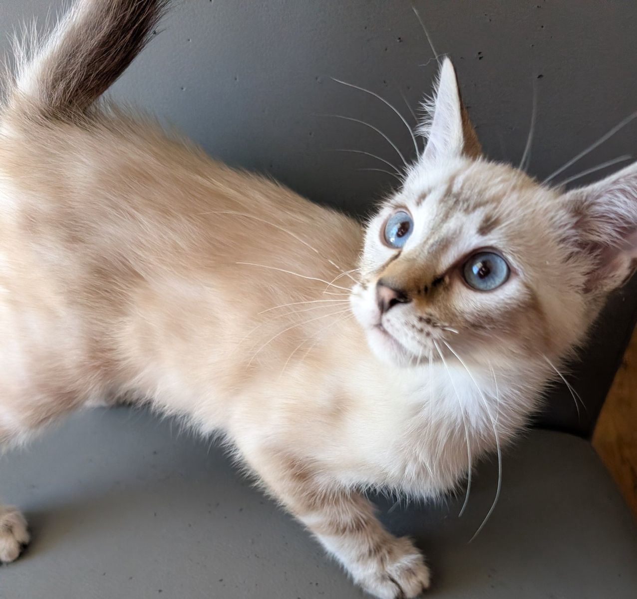 Bengal Snow Lynx Kitten