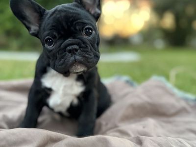 Adorable French bulldog female.