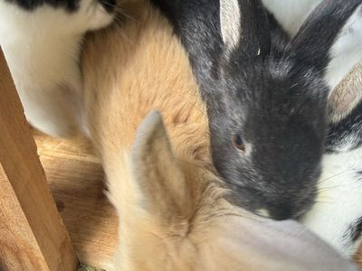 Free bunnies